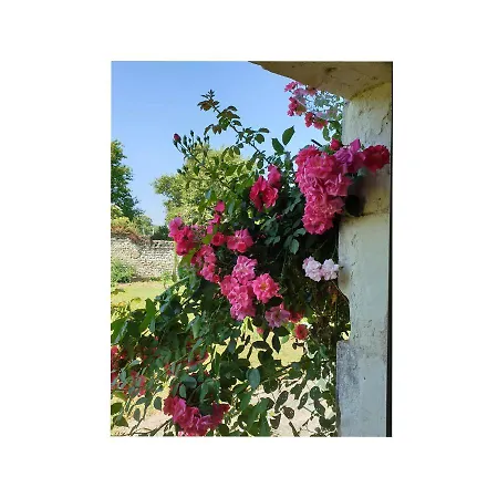 L'olivier * Monts-sur-Guesnes